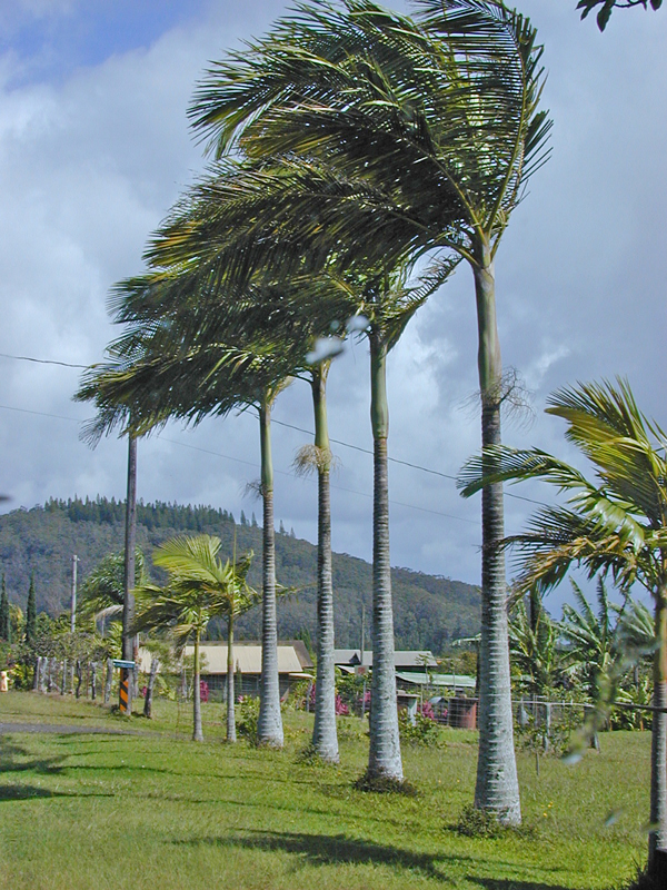 King Palm Tree (archontophoenix alexandrae) – Urban Tropicals