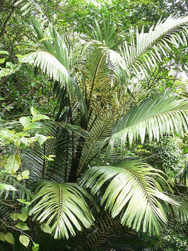 Dwarf Palm | lupon.gov.ph