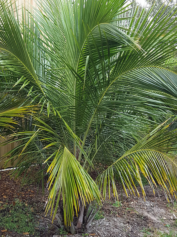 Rare Palm - Beccariophoenix Alfredii 2 4 inch Pot