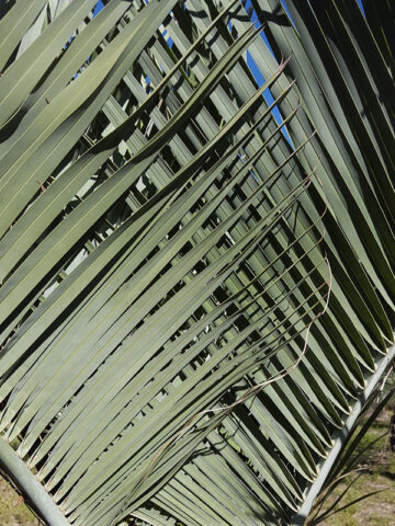 Alternative view of Lg. Hardy Feather Leaf Pindo Jelly Palm Tree (butia capitata)
