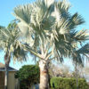 XL Bismarck Madagascar Palm Tree (bismarckia nobilis)
