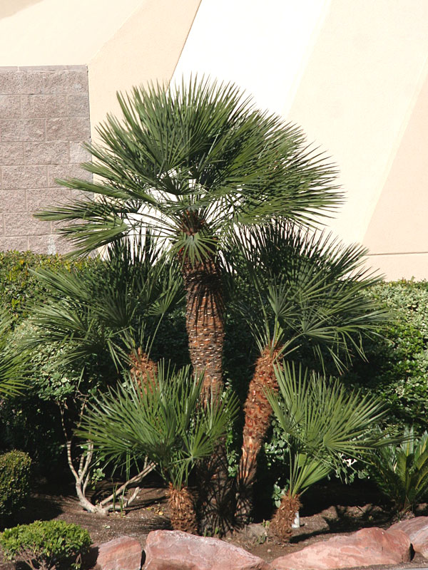 Fan Palm Tree