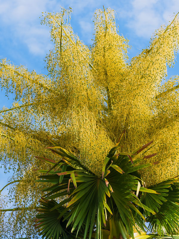 XL Giant Talipot Palm Tree (corypha Umbraculifera) – Urban Tropicals