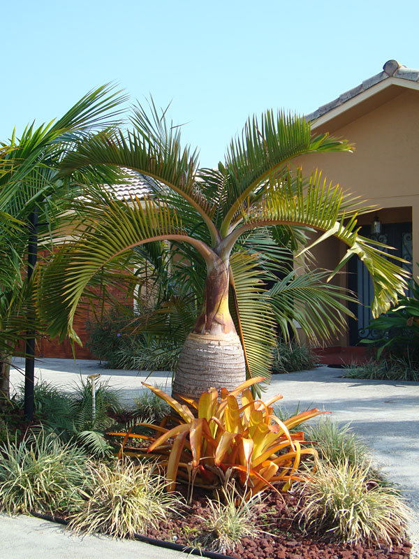  Bottle Palm Tree  hyophorbe lagenicaulis Urban Tropicals