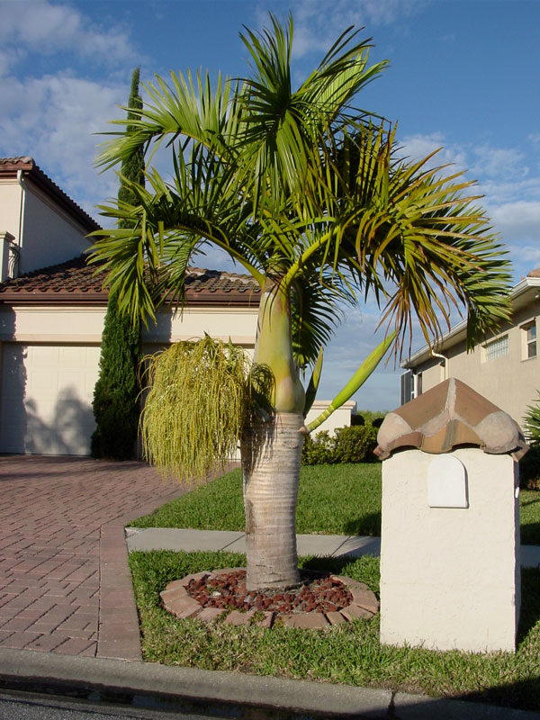 Spindle Palm Tree (hyophorbe verschaffeltii) – Urban Tropicals