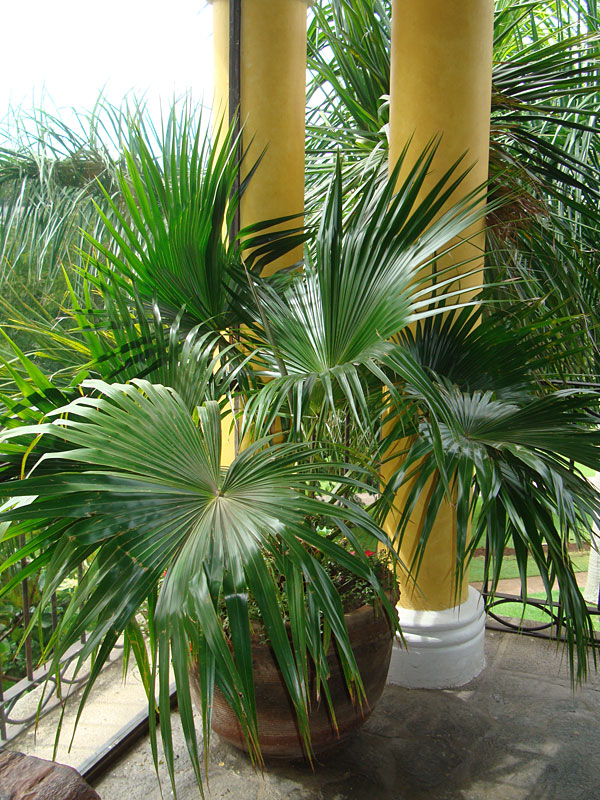 Chinese Fan Palm Tree (livistona chinensis) – Urban Tropicals