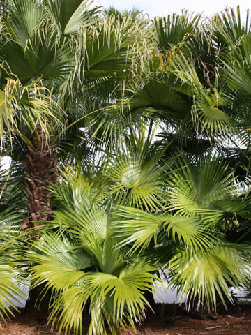 XL Chinese Fan Palm Tree (livistona chinensis) – Urban Tropicals
