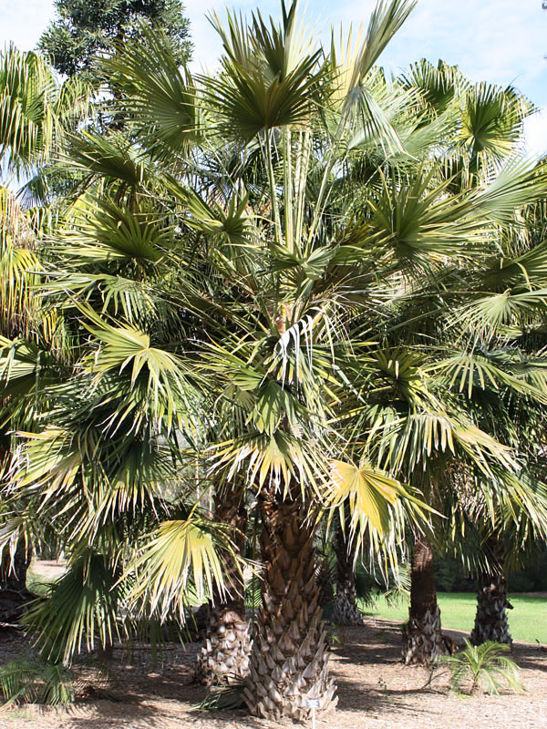 XL Australian Dwarf Fan Palm (livistona muelleri) – Urban Tropicals