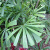 XL Australian Fan Palm Tree (licuala ramsayi)