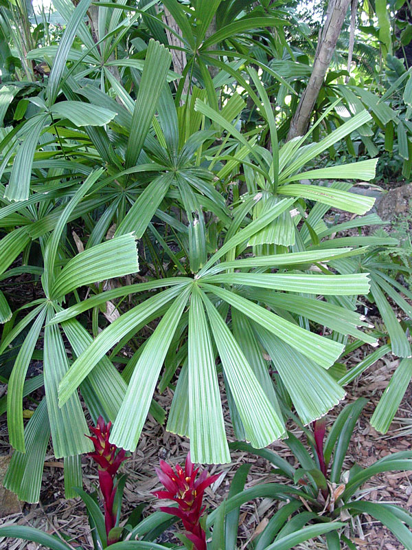 Xl Australian Fan Palm Tree Licuala Ramsayi Urban Tropicals