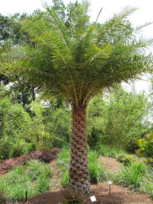 Cold and Humidity Tolerant Phoenix sylvestris Silver Wild Date Palm 10 seeds 