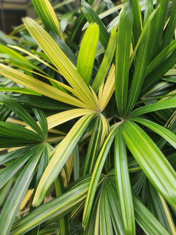 XL Variegated Japanese Lady Palm (rhapis excelsa) – UrbanTropicals