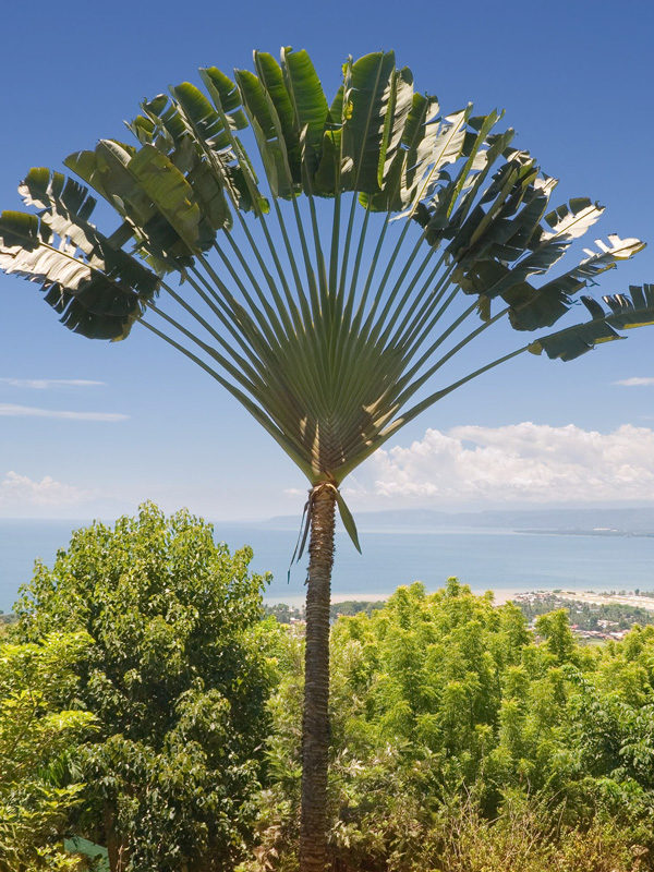 Ravenala madagascariensis - Traveler's Palm - Seeds