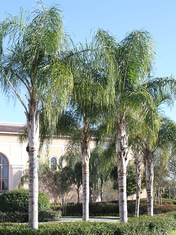 Queen Palm Tree (syagrus romanzoffiana) – Urban Tropicals