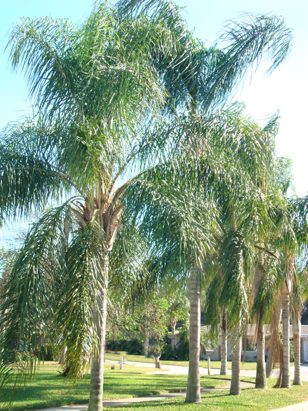 Queen Palm Tree (syagrus romanzoffiana) – Urban Tropicals