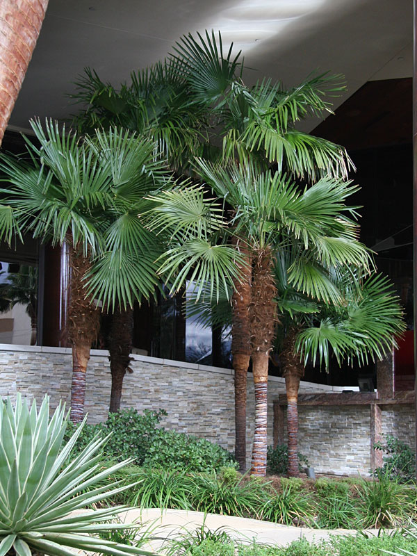 grows in AK /& CT 2 Windmill Palm-Trachycarpus fortunei-Cold Hardy through Zone7
