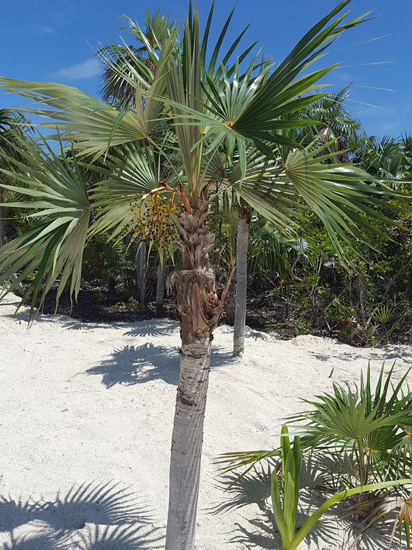 Caribbean Thatch Palm Tree 