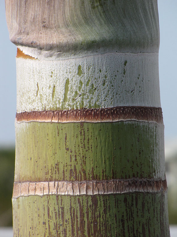 Foxtail Palm Babies, Wodyetia Bifurcata, 9 Tall From Soil in Grow
