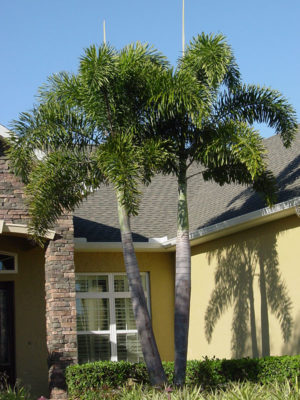 Foxtail Palm Tree (wodyetia bifurcata) – Urban Tropicals
