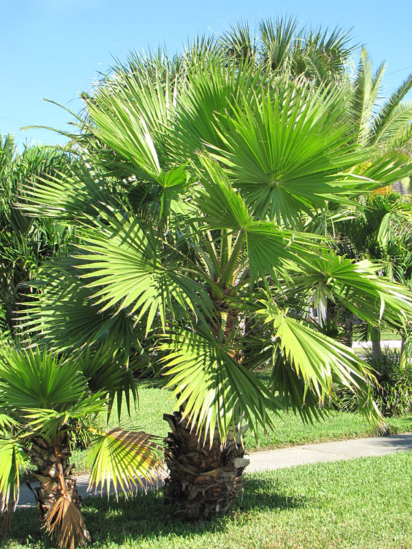XL Venice Fan Palm Tree (washingtonia – Urban Tropicals