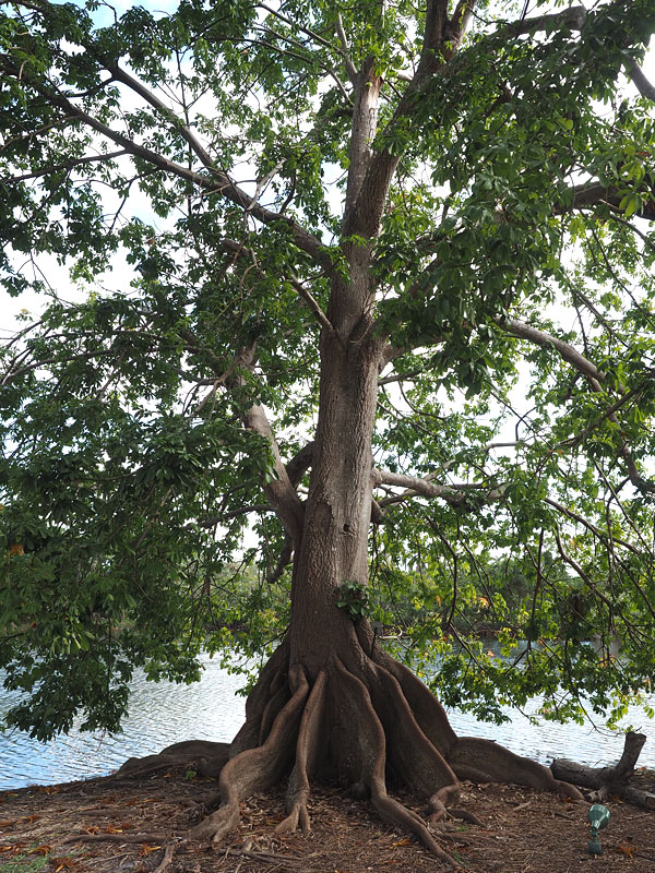French Peanut Tree (pachira glabra) – Urban Tropicals