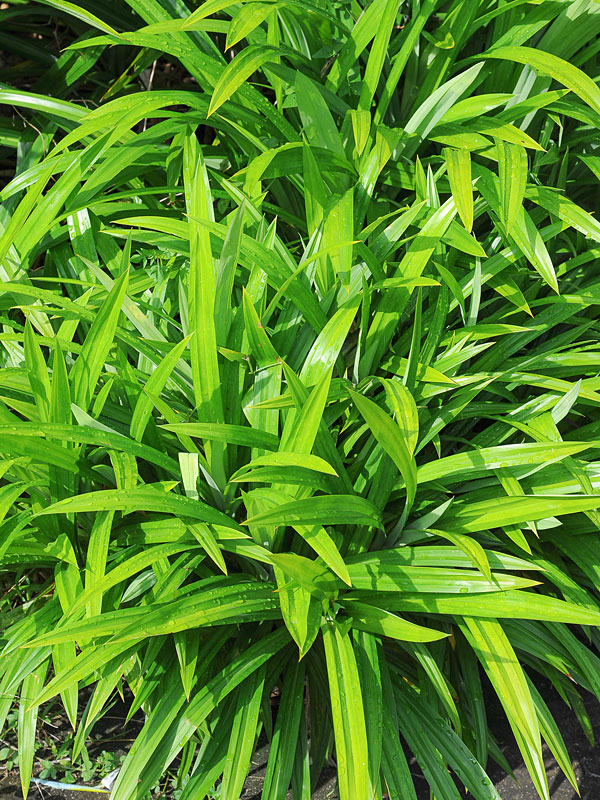 great new & used options and get the best deals for 3 live Pandan plant fragrant Leaves R...
