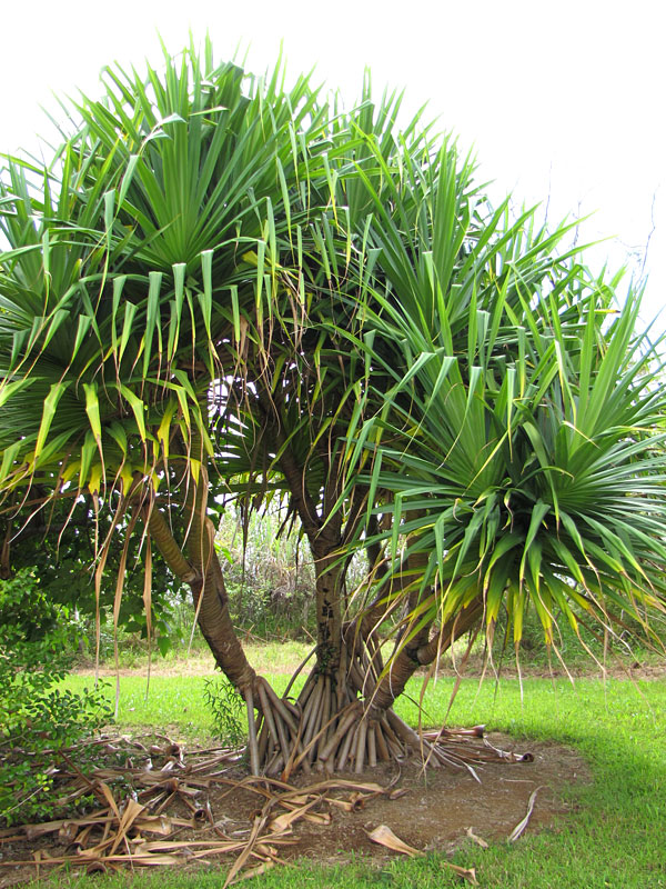 Lg Palm Like Pandanus Dubius Plant Urban Tropicals