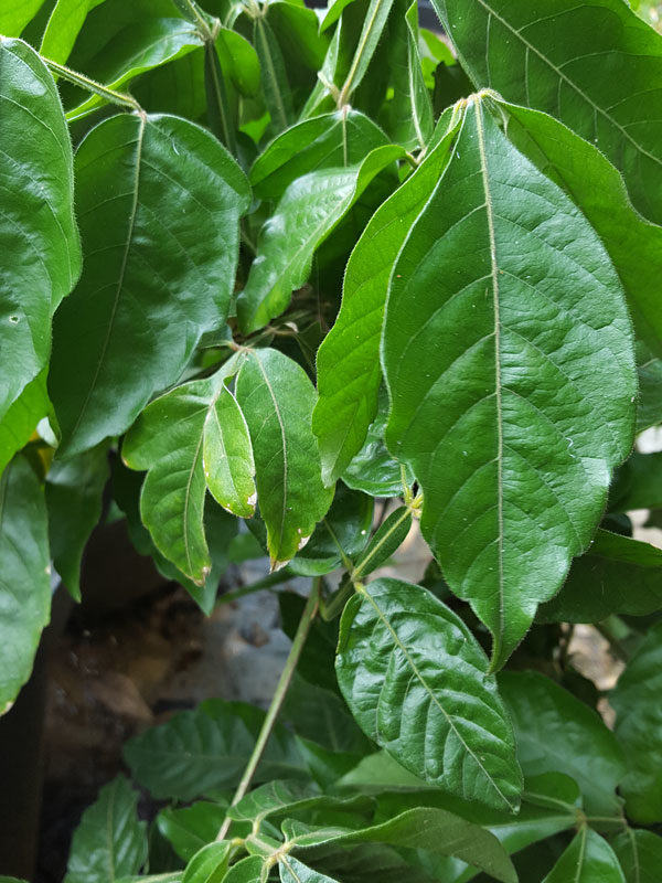 Grow Your Own Guarana Bush (paullinia cupana) – Urban Tropicals