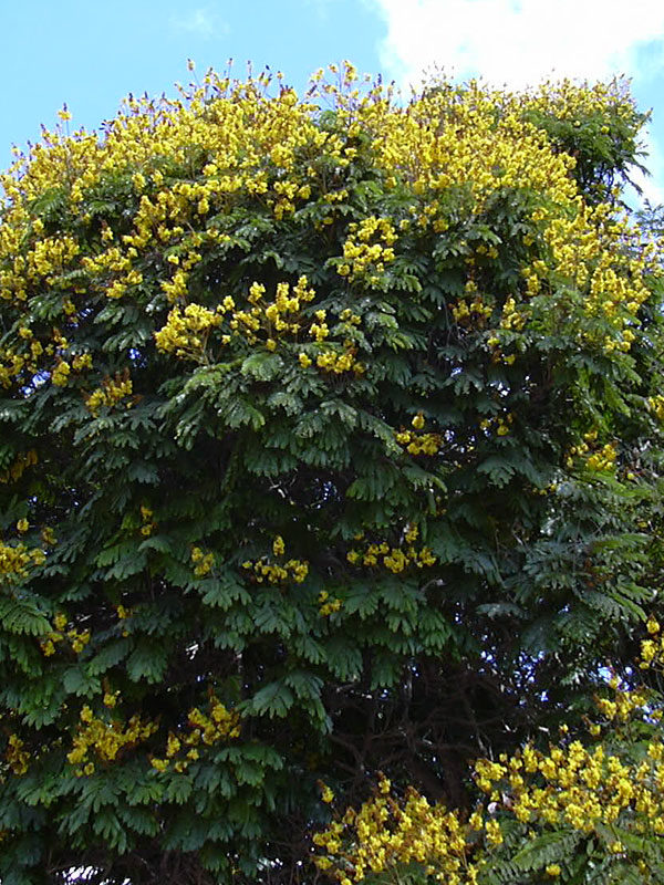 Peltophorum pterocarpum Yellow Flame Rare exotic Tropical Tree Yellow blossoms 