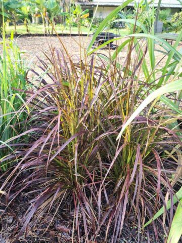 Lg. Red Fountain Grass (pennisetum setaceum) - Image 4