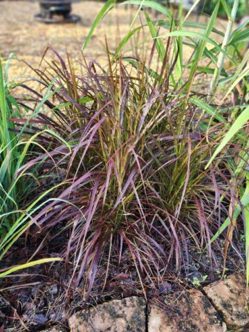 Lg. Red Fountain Grass (pennisetum setaceum) - Image 5