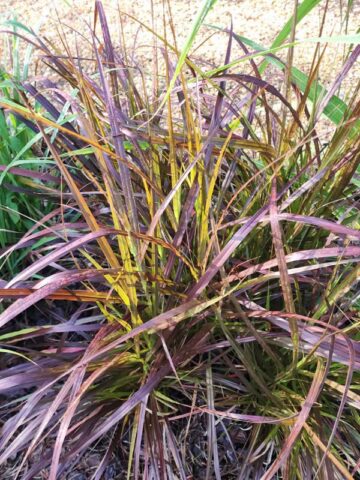 Alternative view of Lg. Red Fountain Grass (pennisetum setaceum)