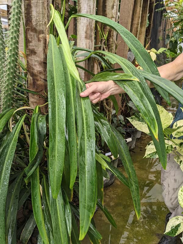 Philodendron Alternans Bayonet Leaf Plant - Image 6
