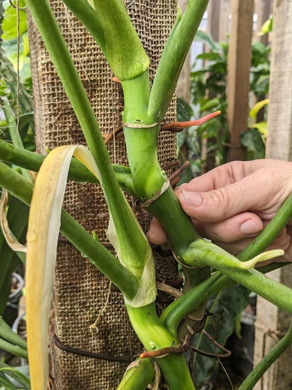 Philodendron Alternans Bayonet Leaf Plant - Image 7