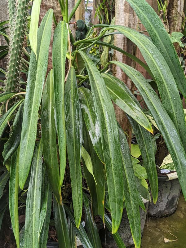 Philodendron Alternans Bayonet Leaf Plant - Image 3