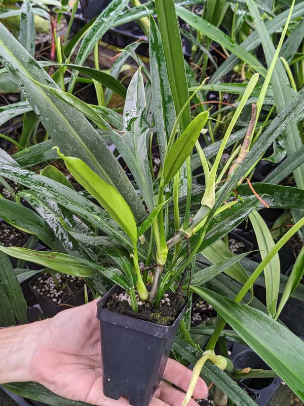 Philodendron Alternans Bayonet Leaf Plant - Image 8
