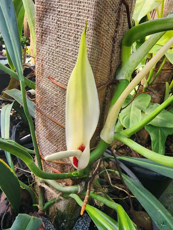 Philodendron Alternans Bayonet Leaf Plant - Image 4
