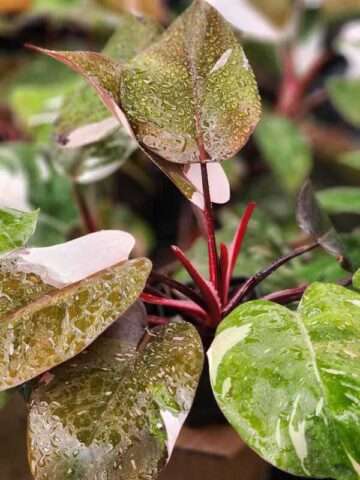 Alternative view of Philodendron Anderson Red Variegata Plant