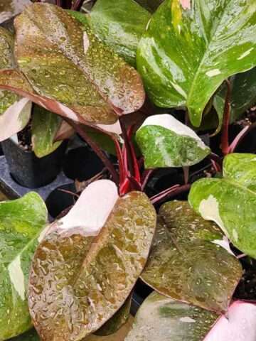 Philodendron Anderson Red Variegata Plant
