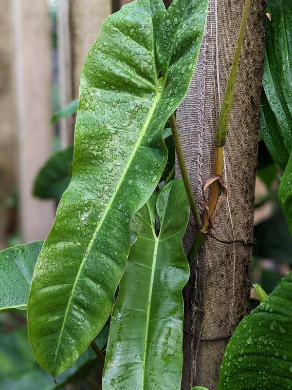 Philodendron Atabapoense Plant - Image 3