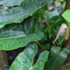 Philodendron Atabapoense Plant