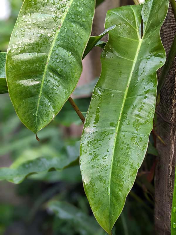 Philodendron Atabapoense Plant - Image 4