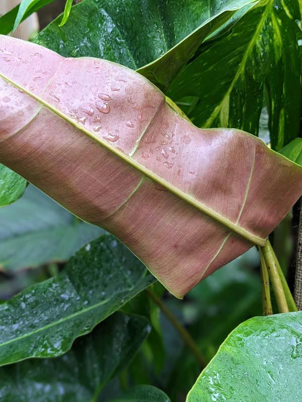 Philodendron Atabapoense Plant - Image 2