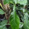 Philodendron 69686 Bunny Ears Plant