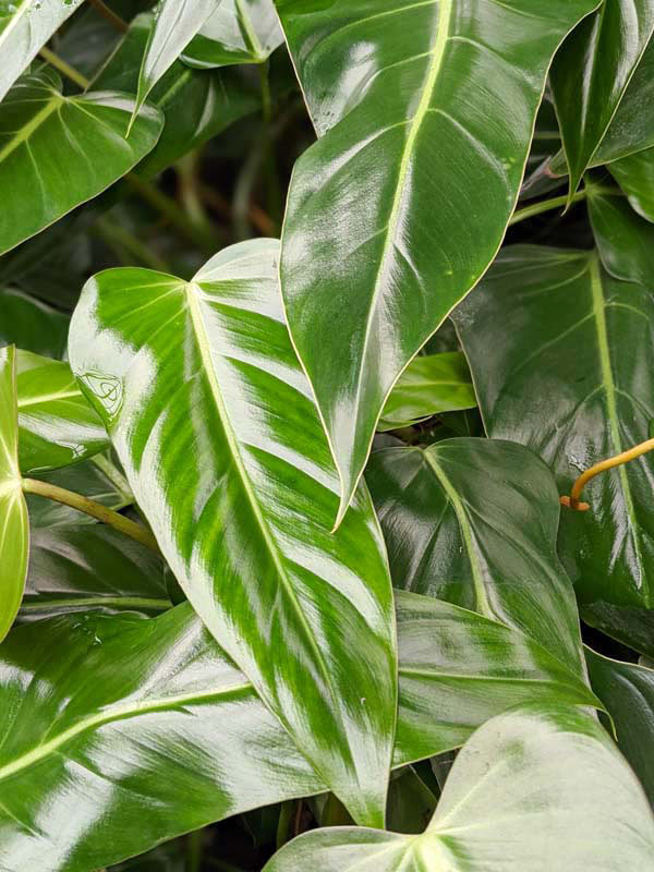 Philodendron Bernardopazii Plant - Image 2