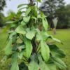 Philodendron Bipennifolium Glaucous Blue Hue Plant