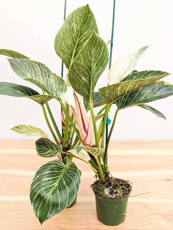 Philodendron Jade Zebra Plant (p. berkin) - Image 3