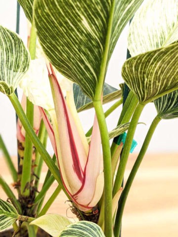 Checkout Special, Philodendron Jade Zebra, limit 1