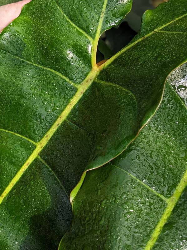 Philodendron Billietiae X Atabapoense Plant - Image 2