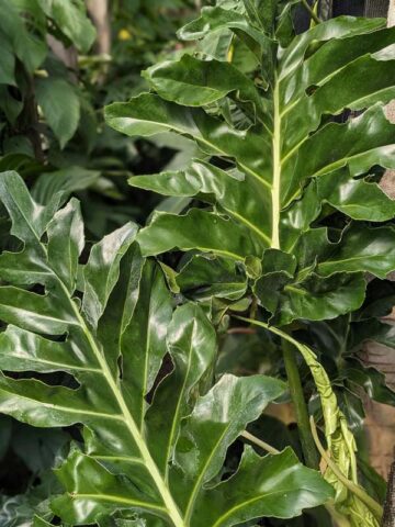 Alternative view of Lg. Philodendron Bob Cee Plant